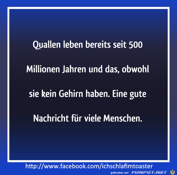 Quallen leben bereits seit 500 Millionen Jahren Quallen leben bereits seit 500 Millionen Jahren