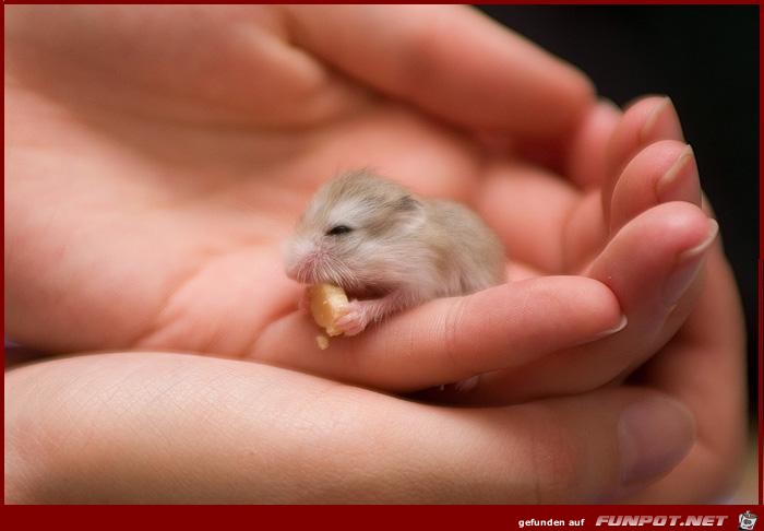 baby hampster