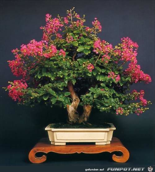 Blhende Bonsai-Bume...