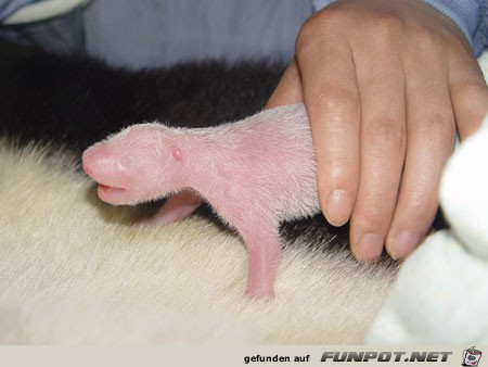 Haben Sie jemals gesehen, ein Panda Erwachsenwerden?