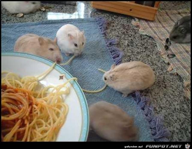 Spaghetti teilen Spaghetti teilen