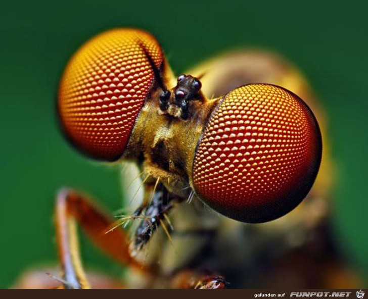 Gigantische Augen-Makro-Aufnahmen 8 Gigantische Augen-Makro-Aufnahmen 8