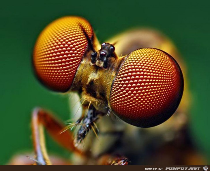 Gigantische Augen-Makro-Aufnahmen 8