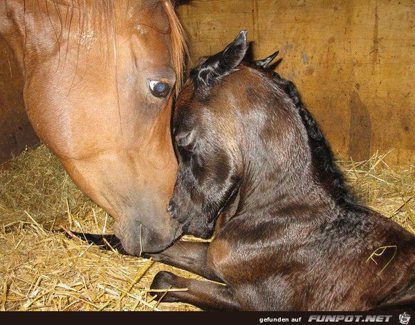 Interessante Tierfotos