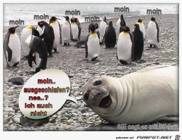 Moin ausgeschlafen Moin ausgeschlafen