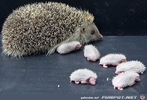 Tiermtter mit ihren Jungen. Nach dem Motto...