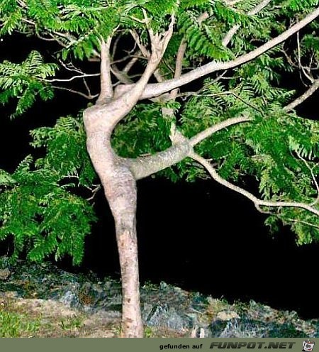 baum-wie-taenzerin-gewachsen baum-wie-taenzerin-gewachsen