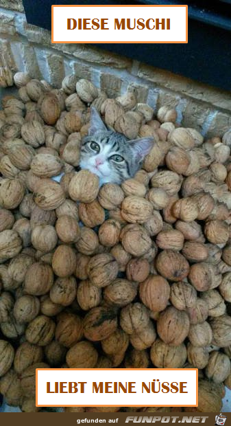 Nuesse Nuesse