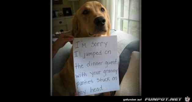 Difference Between Dogs and Cats 7 Difference Between Dogs and Cats 7