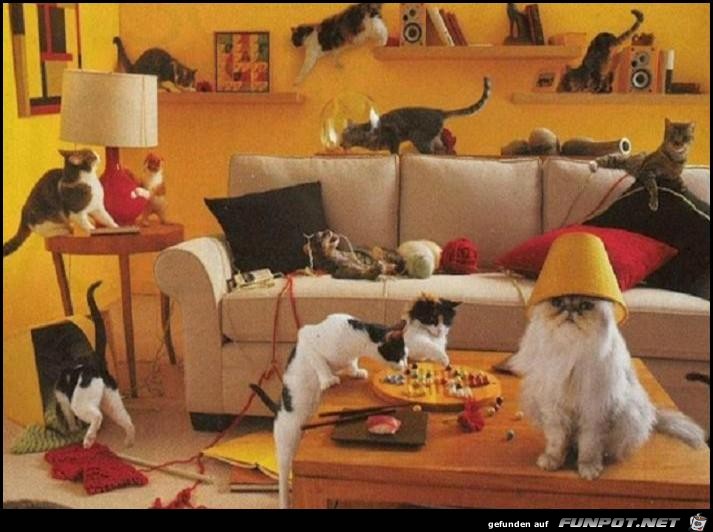 Pussies Party Pussies Party