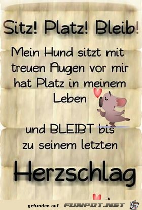 Sitz -Platz-Bleib Sitz -Platz-Bleib