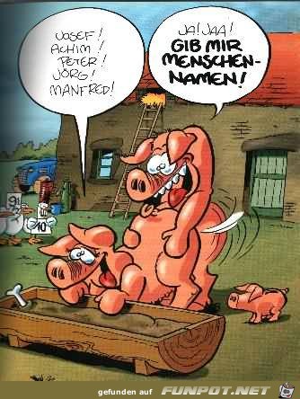 Schweine Schweine