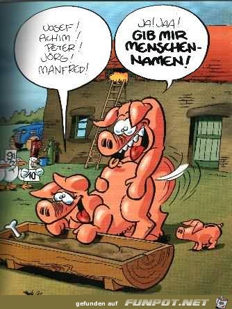 Schweine