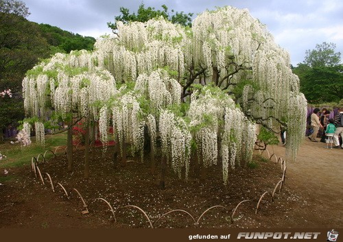 Japanische Blhende Wasserflle