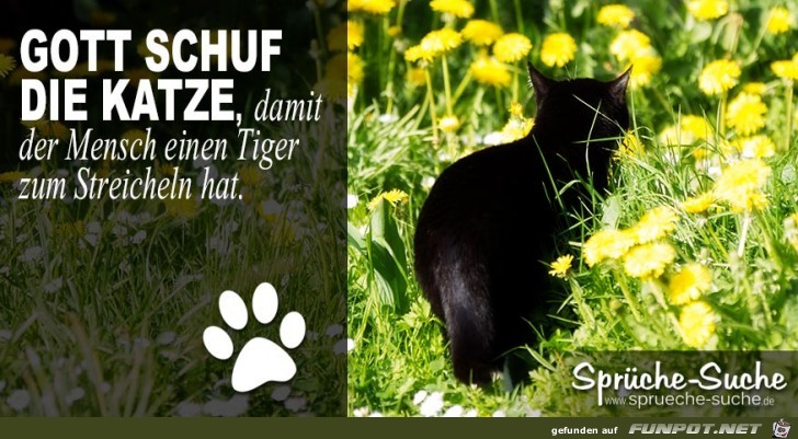 katze-tiger katze-tiger
