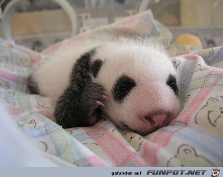 Haben Sie jemals gesehen, ein Panda Erwachsenwerden?