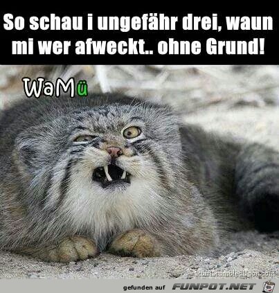 afweckt afweckt