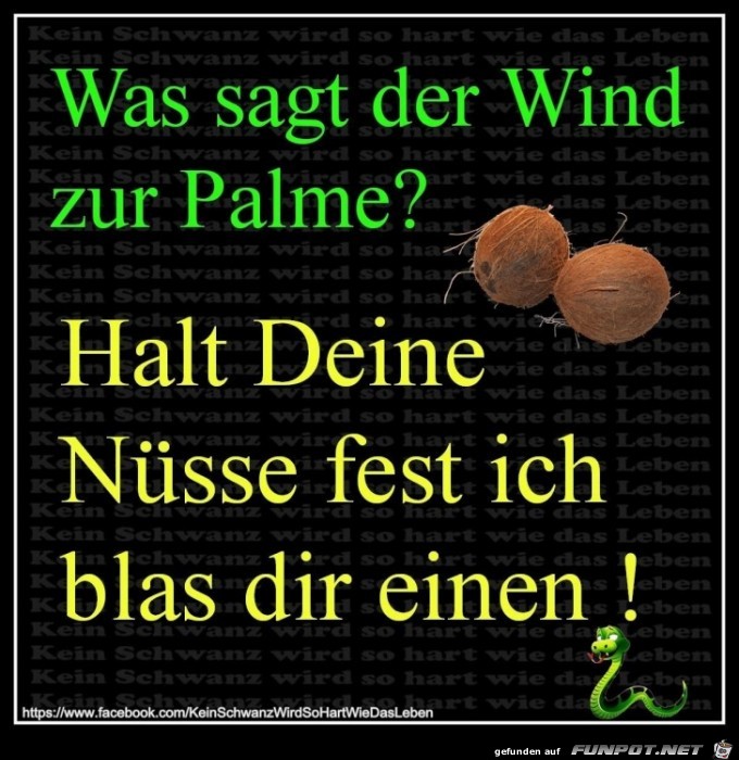 was sagt der Wind zur Palme? was sagt der Wind zur Palme?