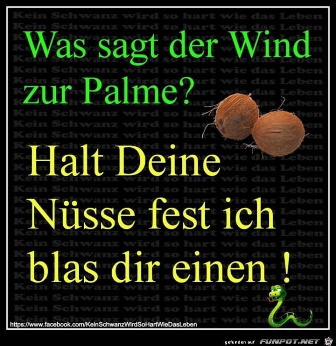 was sagt der Wind zur Palme?