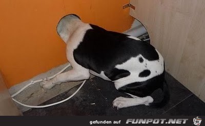club-tierische missgeschicke 13 club-tierische missgeschicke 13