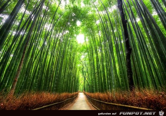 Top-10-Tree-Tunnel-04 Top-10-Tree-Tunnel-04