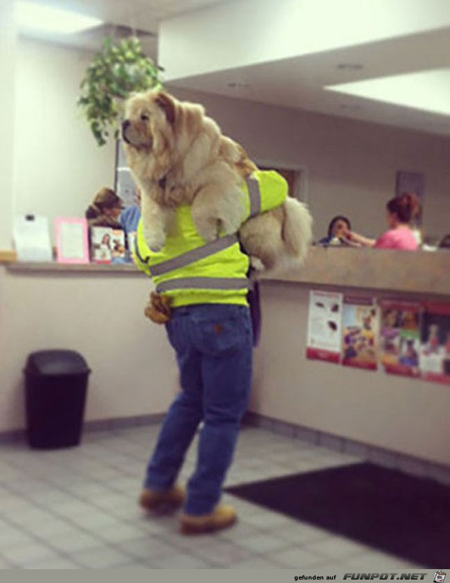 23 funny-scared-animals-vet-carrying-big-dog 23 funny-scared-animals-vet-carrying-big-dog