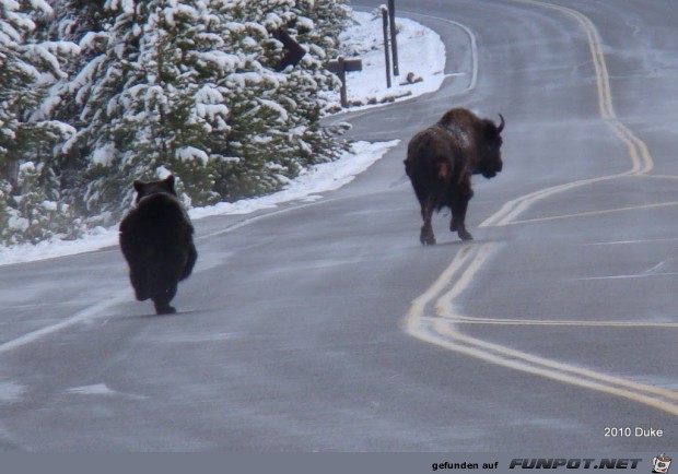 Br vs Bison (16 seltene Fotos) im ...