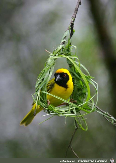 image003343 image003343