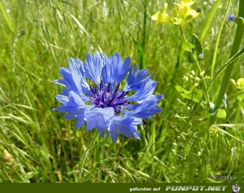 Kornblume Kornblume