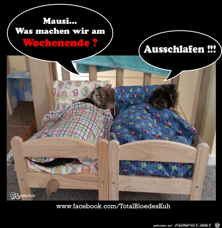 Mausi was machen wir