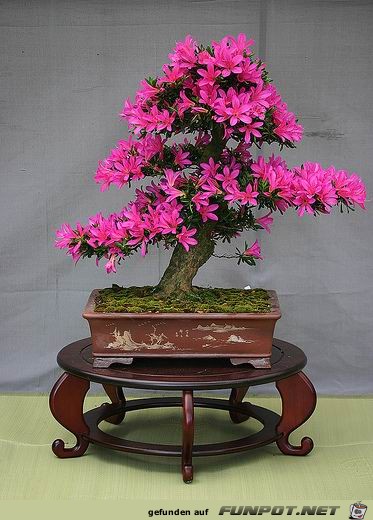 Blhende Bonsai-Bume...