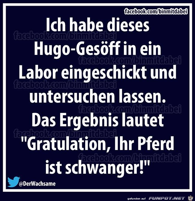 Ihr Pferd ist schwanger Ihr Pferd ist schwanger