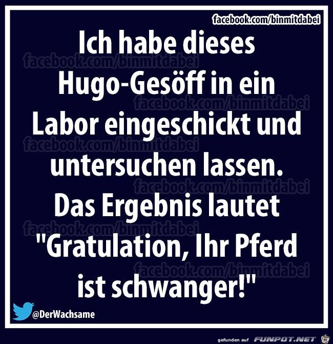 Ihr Pferd ist schwanger