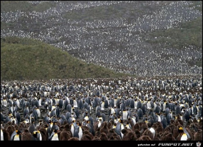 so viele so viele