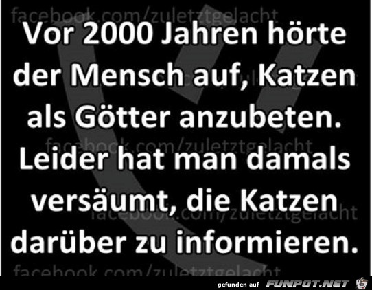 Bild Katzen Bild Katzen