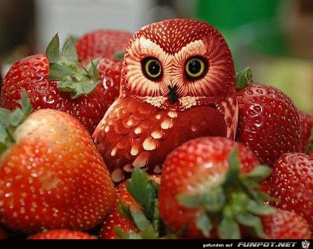 Erdbeeren Erdbeeren