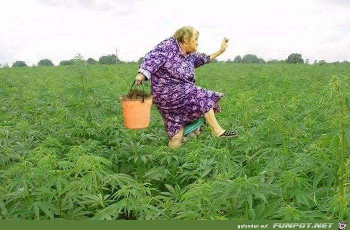 Marihuana Marihuana