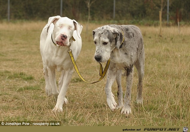 Eines Hundes Blindenhund - herzzerreiend.