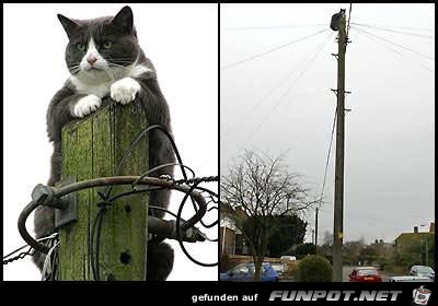 Cat Cat