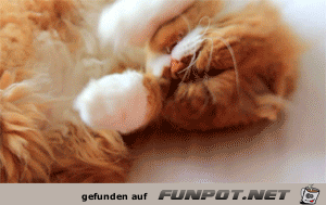 Unterschied zwischen Hunden und Katzen....