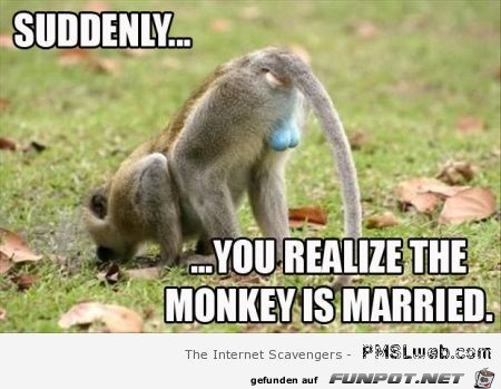 hin tmp 310-31-blue-balls-monkey-is-married2026889046 hin tmp 310-31-blue-balls-monkey-is-married2026889046