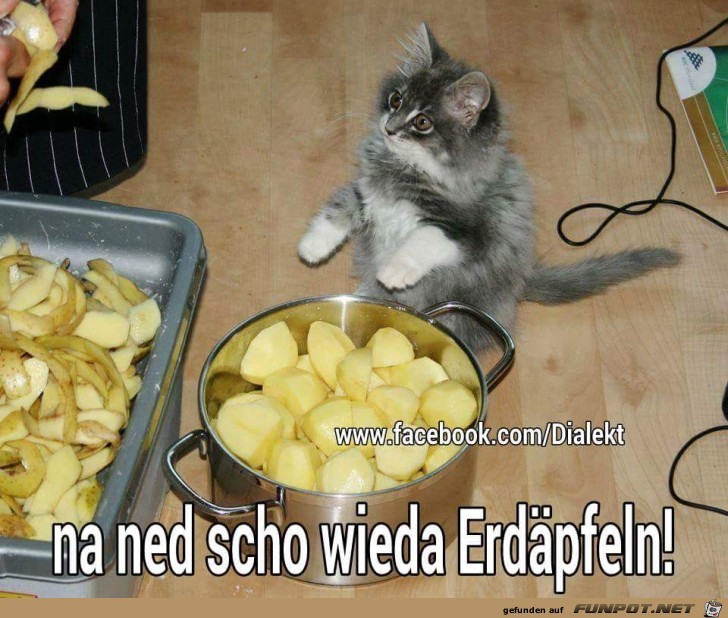 Erdaepfel Erdaepfel