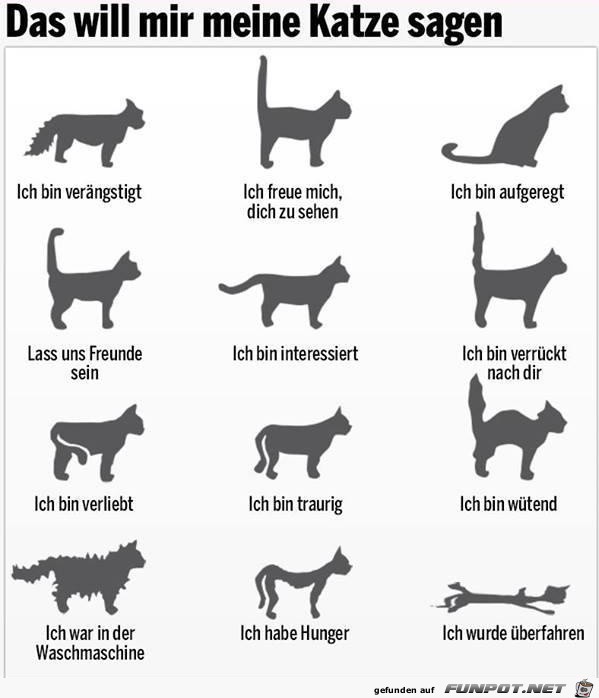 Katze Katze