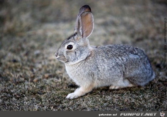 Baby Hase 7 Baby Hase 7
