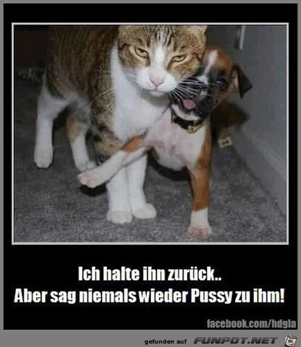 Hund und Katze