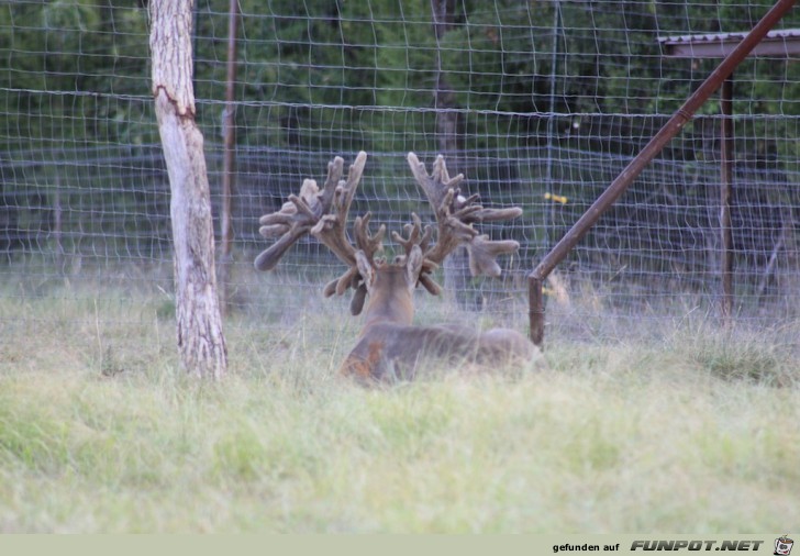 eine Laune der Natur. Es geht um eine Hirschfarm in...