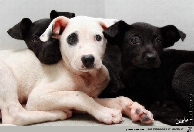 wirklich herzige Hundebabys!