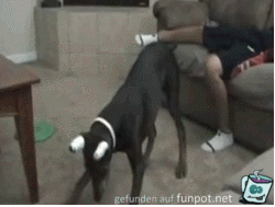 der Laiserpointer, der Hund und die Eier der Laiserpointer, der Hund und die Eier