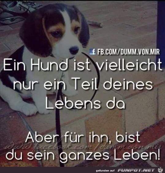 Ein Hund ist vielleicht...