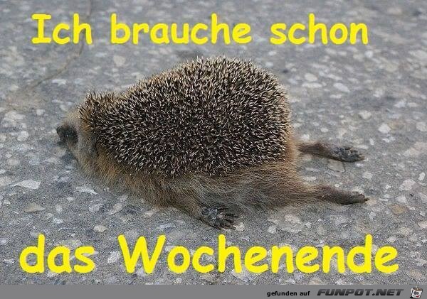 Wochenende Igel